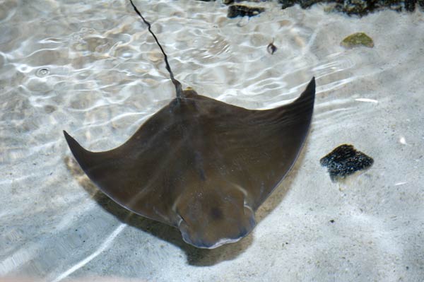 Atlantic Cownose Ray Pictures